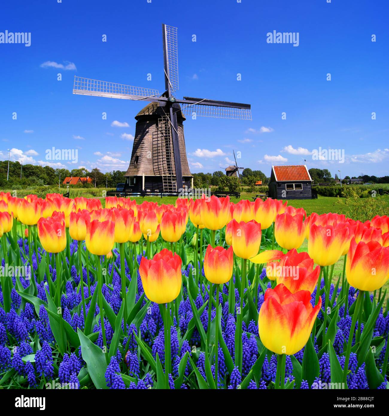 Bunte Frühlingsblumen mit klassischer Holländerwindmühle, Niederlande Stockfoto