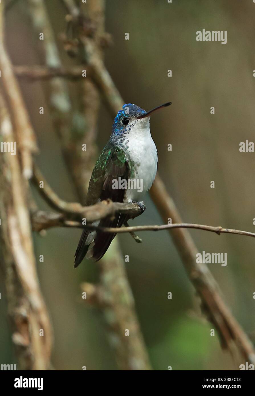 Anden-Smaragd (Amazilia franciae cyanocollis) ausgewachsenes Männchen thront auf einer Twig Huembo Lodge, Peru Februar Stockfoto