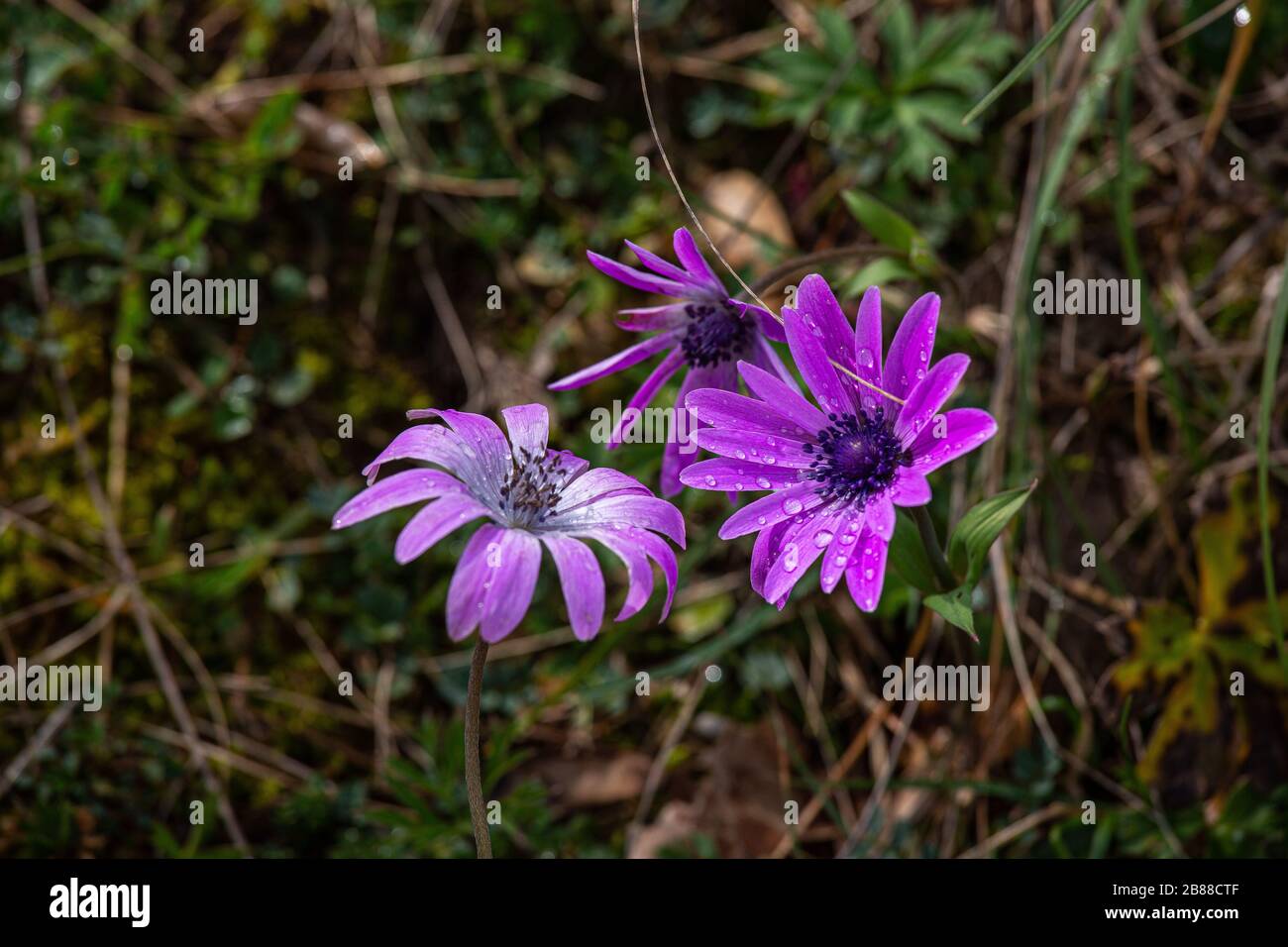 Blütenende lila Anemon-Hortensis-Blume Stockfoto
