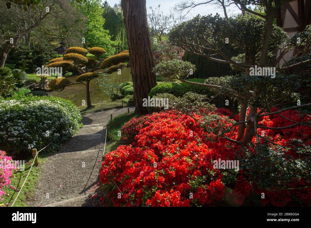 Idyllische Rhodendron-Blüte und Topiarkunst im japanischen Maulivrier Garten. Awe Day im Oriental Park bei Maulivrier. Sträucher. Stockfoto