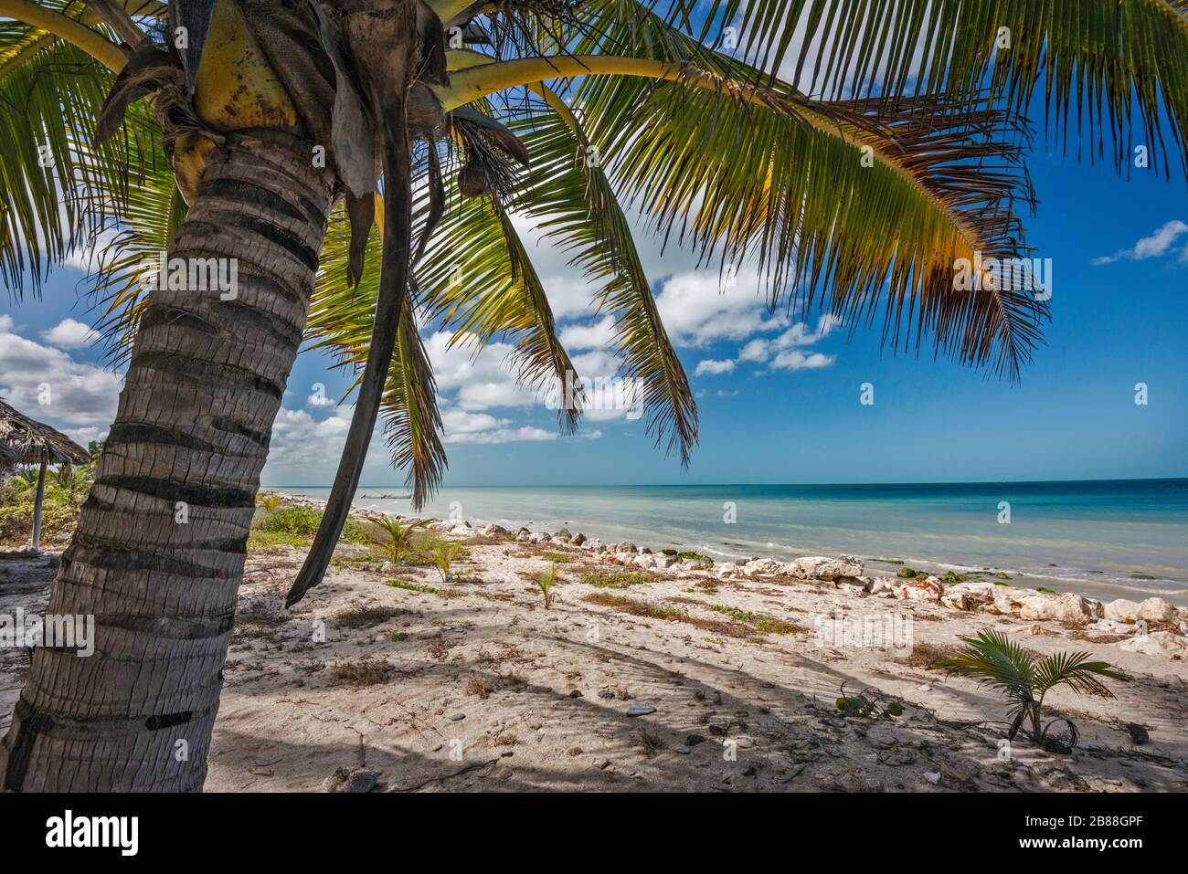 Kokospalme am Strand, Punta Tonanche in der Nähe von Champoton Over Bay of Campeche, Golf von Mexiko, Campeche State, Mexiko Stockfoto