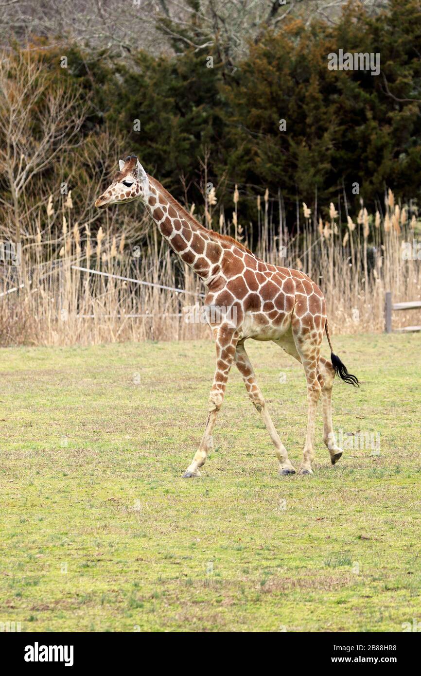 Giraffe, Giraffa camelopardalis reticulata, ein junger, zurückhaltender Giraffe, läuft. Cape May County Park & Zoo, New Jersey, USA Stockfoto