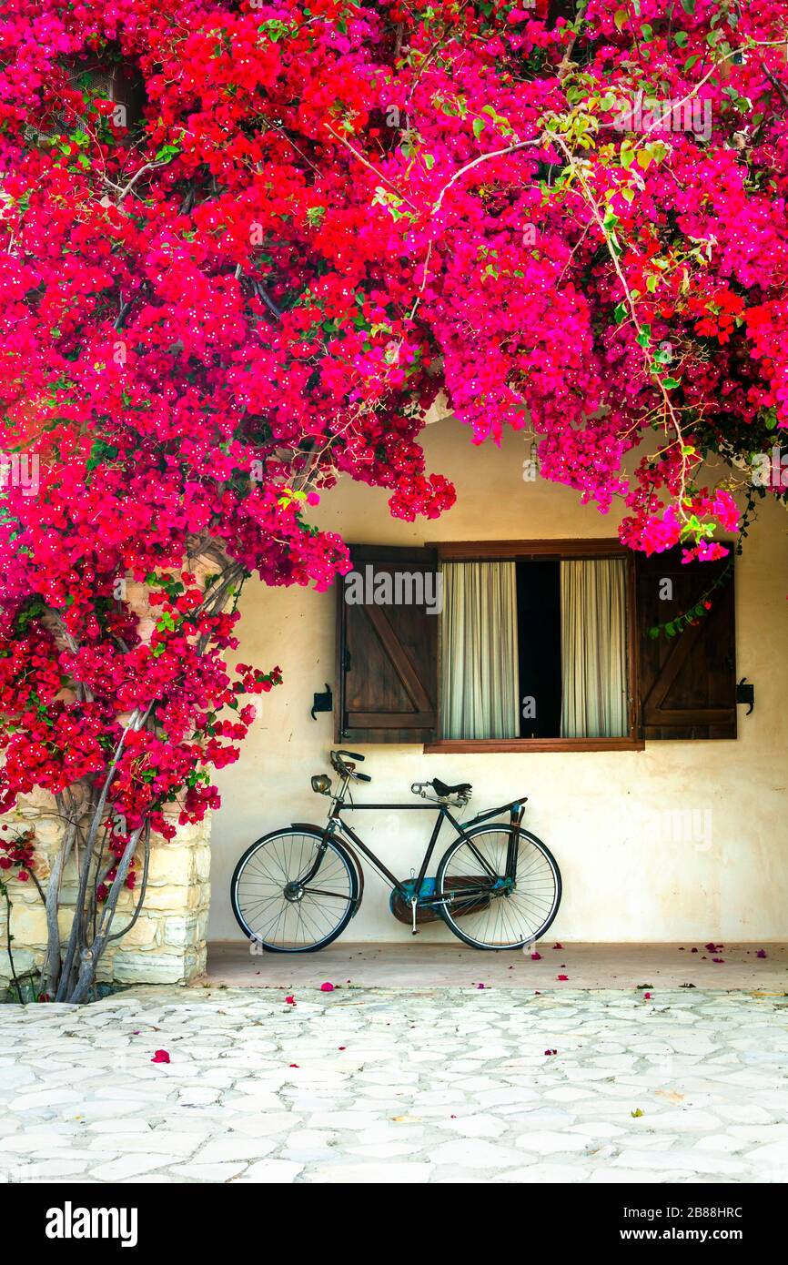 Alte Straßen mit Fahrrad und blühenden Blumen.Zypern. Stockfoto