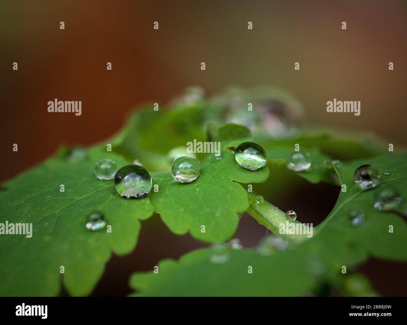 Schone Regentropfen Auf Blumen Oder Blattern Mit Funkelartigen Diamanten Mit Geblocktem Farbigem Hintergrund Stockfotografie Alamy