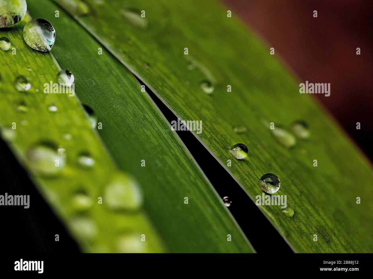 Schone Regentropfen Auf Blumen Oder Blattern Mit Funkelartigen Diamanten Mit Geblocktem Farbigem Hintergrund Stockfotografie Alamy