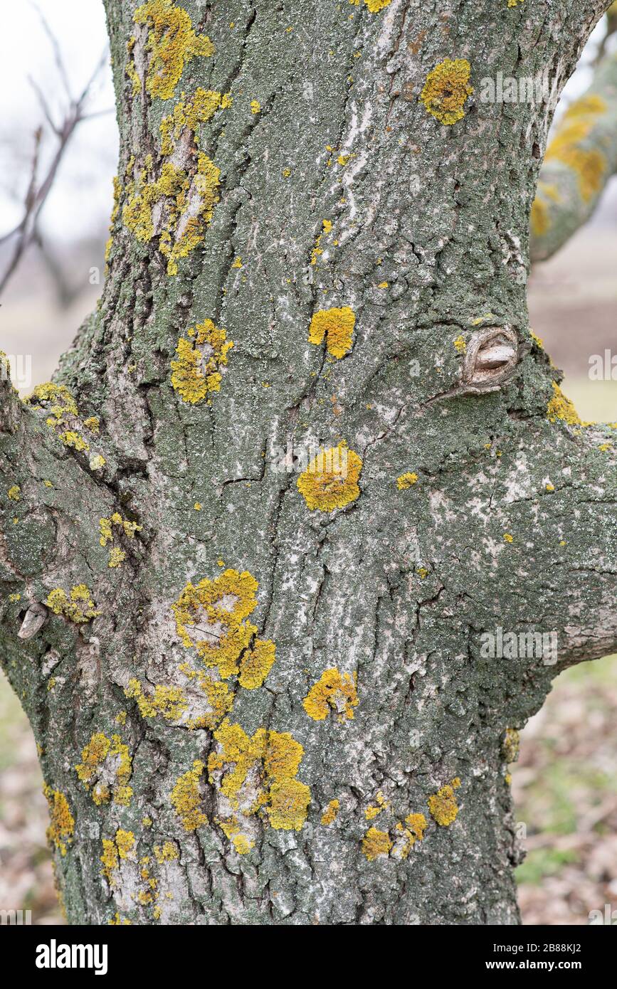 Baumstamm. Der Stamm eines mit Flechten bedeckten Walnussbaums. Raue Rinde eines Baumes. Stockfoto