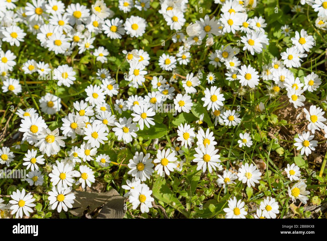 Draufsicht auf Kamille (Kamille) Feld mit blühenden Blumen Stockfoto