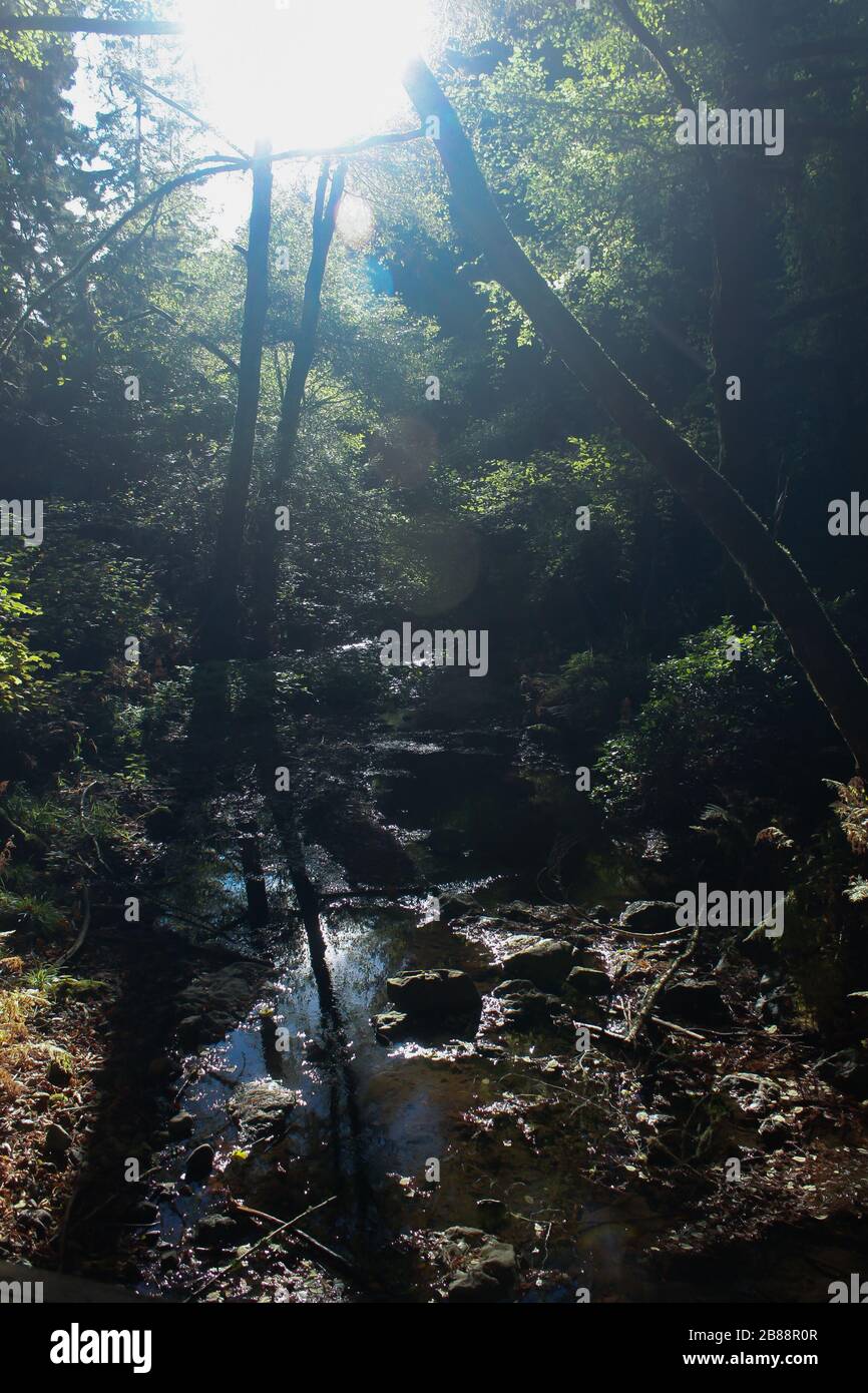 Sonnenstrahlen durch den Wald Stockfoto