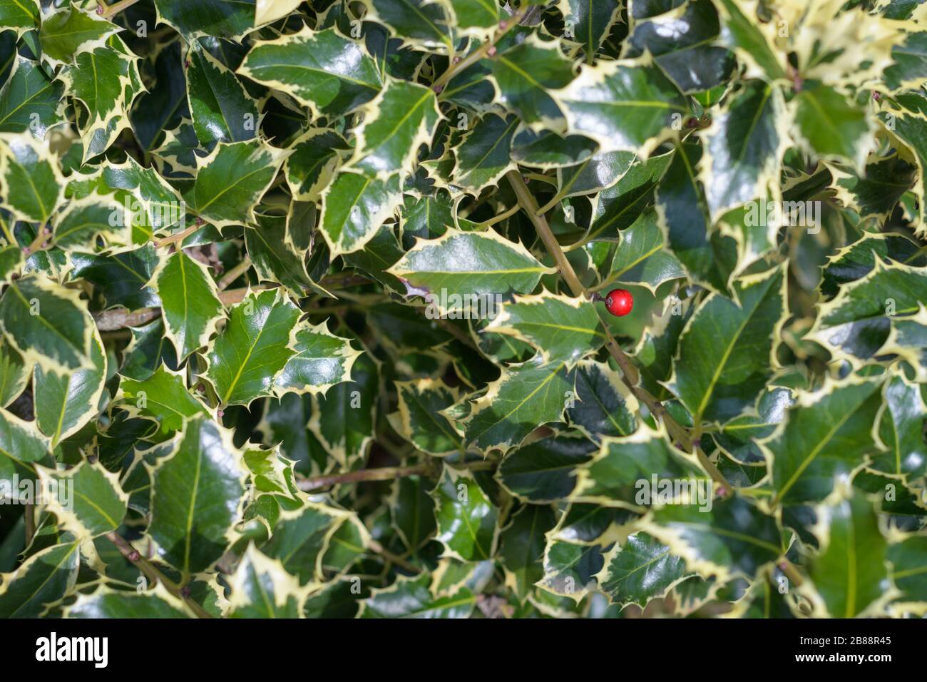 Holly (Ilex Aquifolium) Laub mit einer einzigen leuchtend roten Beere Stockfoto