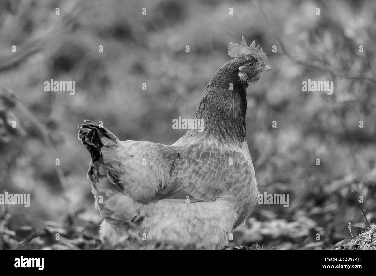 Auf einer Straße verläuft in norddeutschland ein Huhn Stockfoto