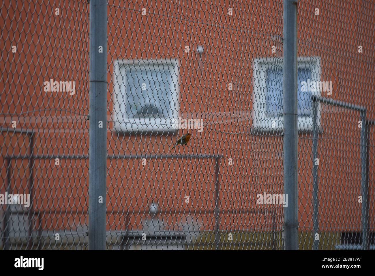 Ein hoher Zaun ist für Robin kein Hindernis Stockfoto