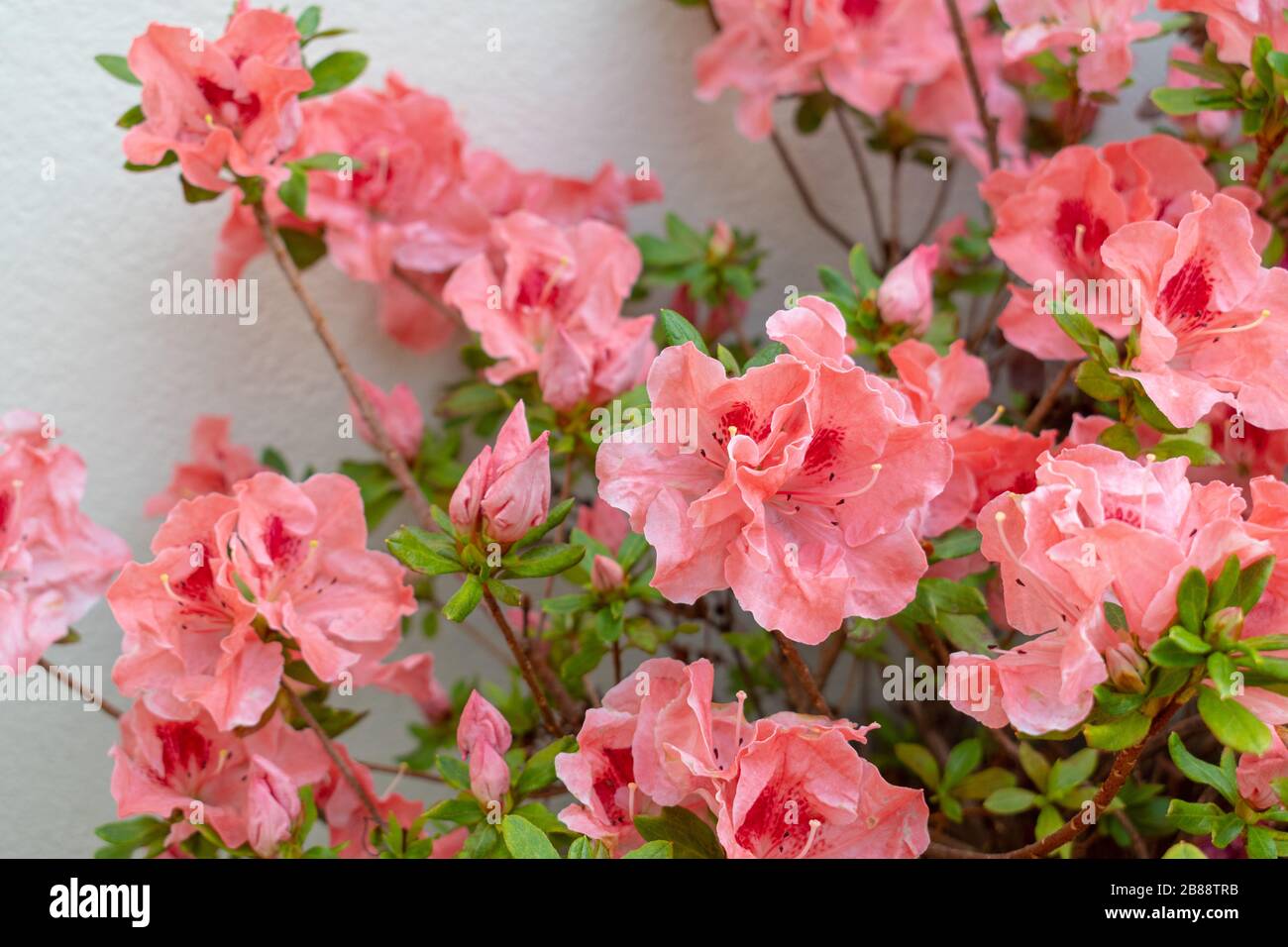Azalea (Rhodendron) mit pinkfarbenen Lachsblüten Stockfoto