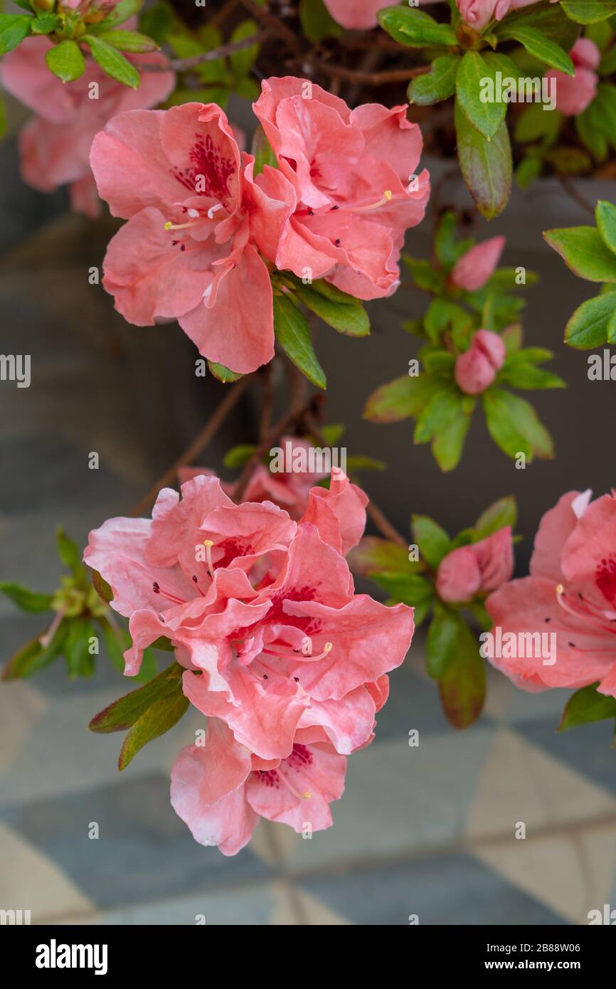 Azalea (Rhodendron) mit pinkfarbenen Lachsblüten Stockfoto