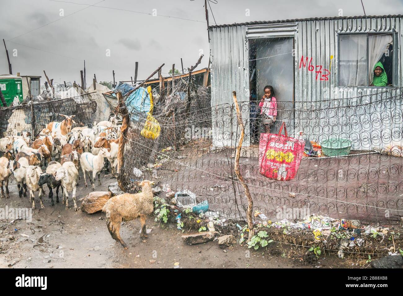 Johannesburg, Südafrika - 5. Dezember 2019 - Soweto Shanty-Stadt; Kinder leben in Zinn Shacks; Tiere auf einer schmutzigen Straße; regnerischer Tag. Stockfoto
