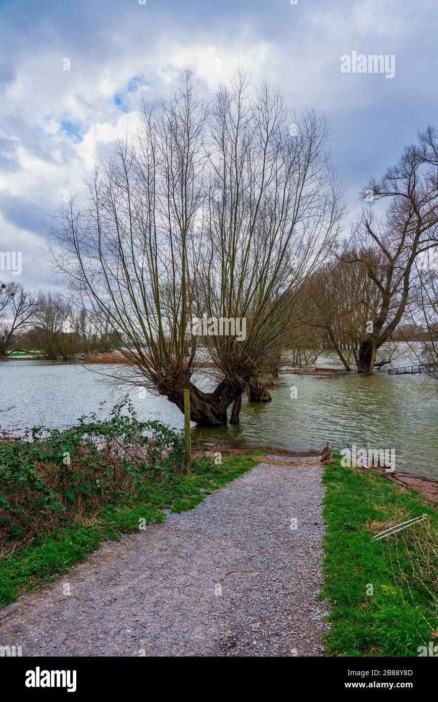 Hochwasser am Rhein bei Düsseldorf Stockfoto