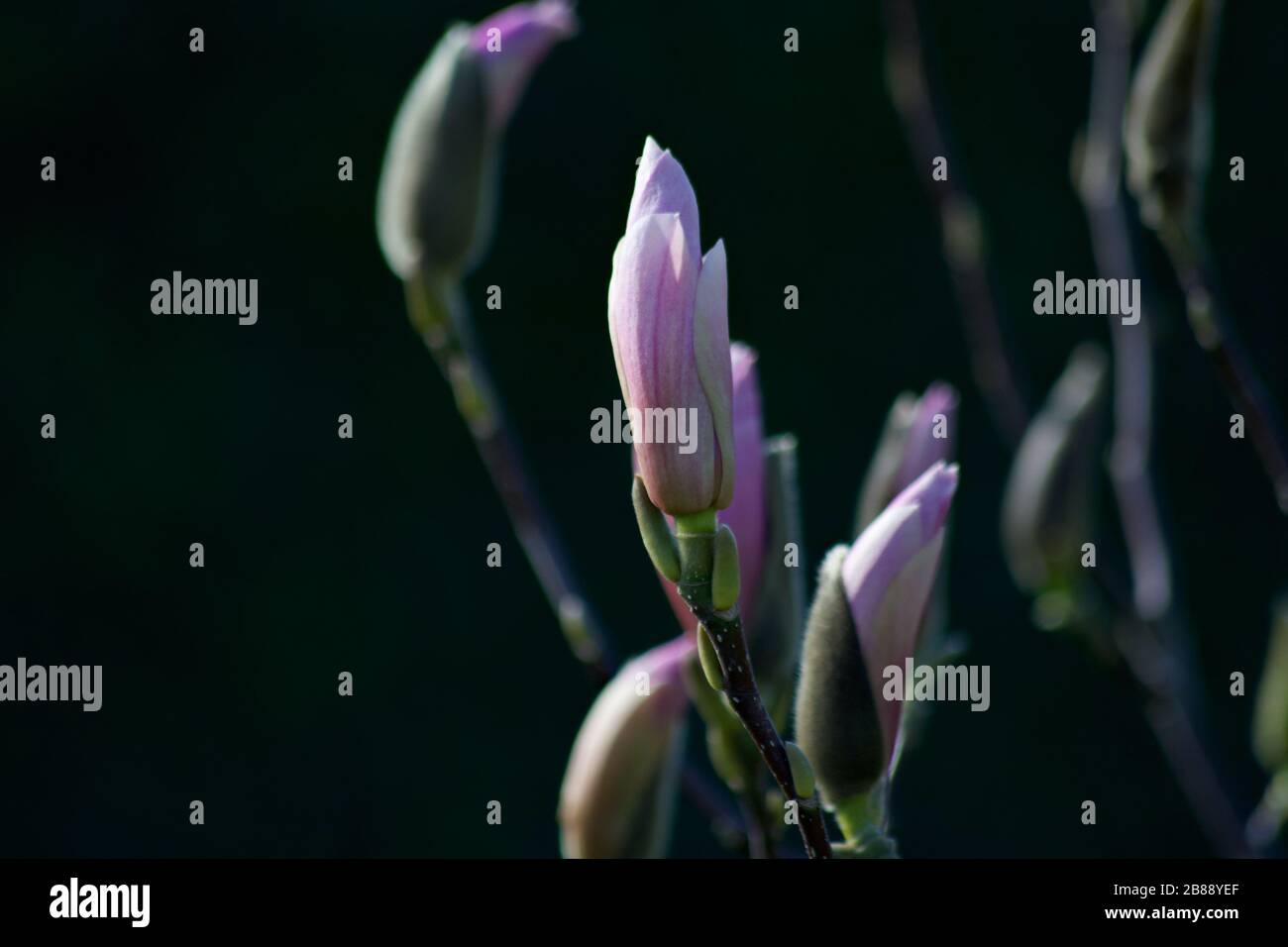 Magnolia Baum Rosa blühende Knospe Stockfoto