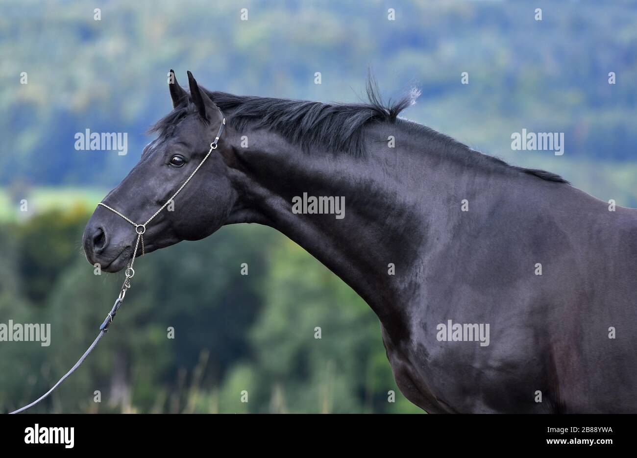 Schwarzes hannoversches Pferd im Schauhalter stehend auf dem Feld. Tierporträt im Nahaufnahme. Stockfoto