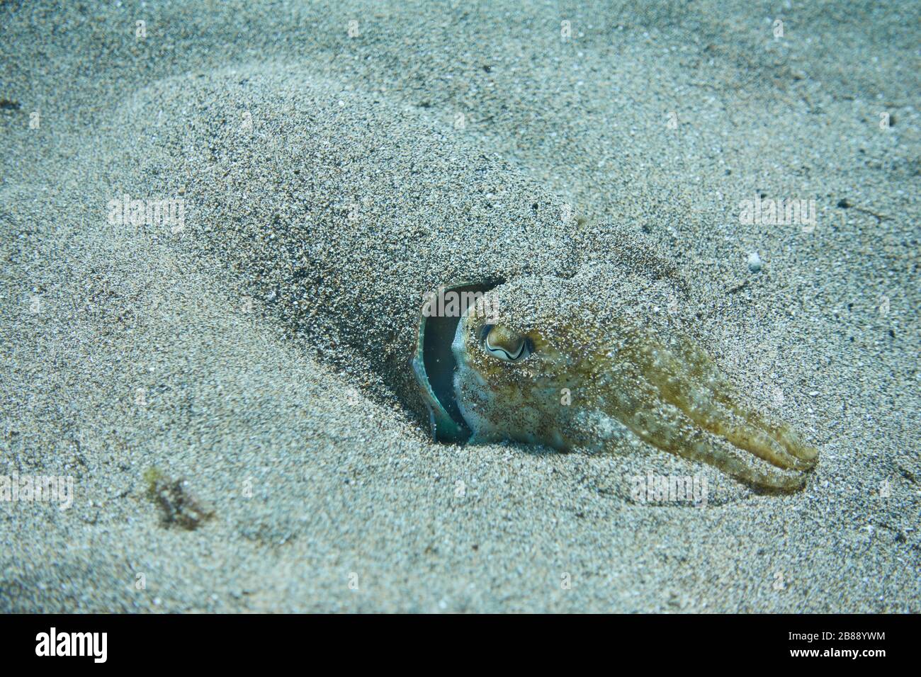 Tintenfische verstecken sich unter Wasser in einem sandigen Meeresgrund Stockfoto