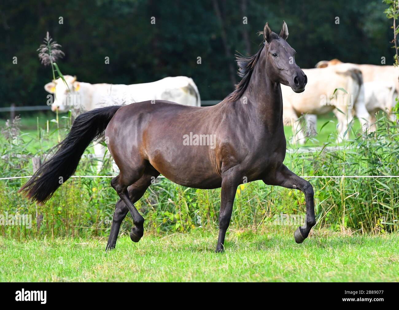 Im Sommer läuft ein dunkles Buchtpferd auf der Weide in Trot in der Nähe weißer Kühe. Stockfoto