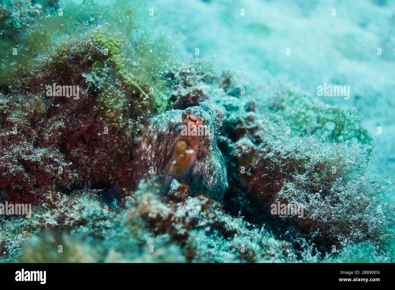 Tintenfisch versteckt sich unter Felsen Stockfoto