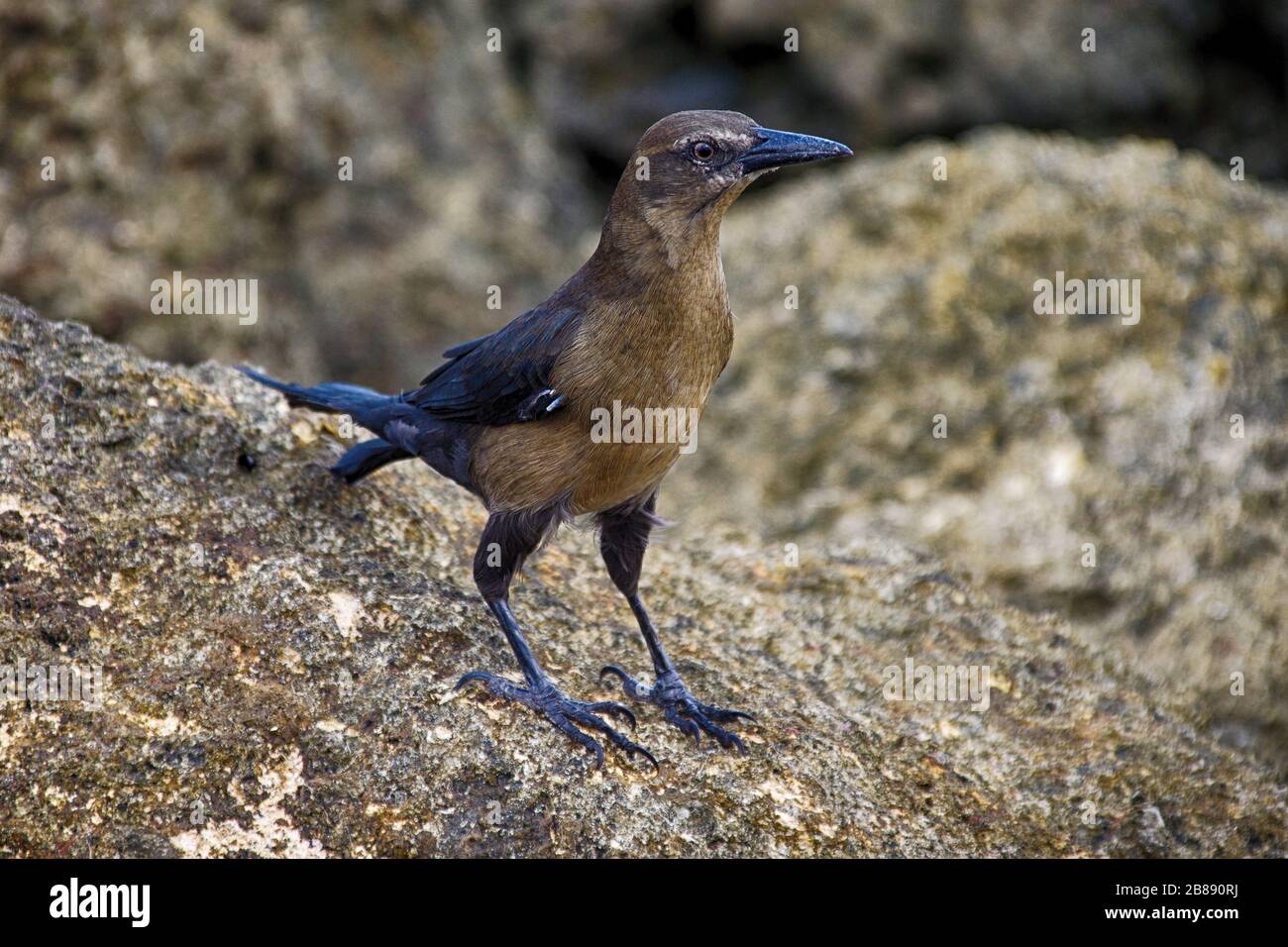 Great-Tailed Grackle On Rocks. Kolumbien Stockfoto