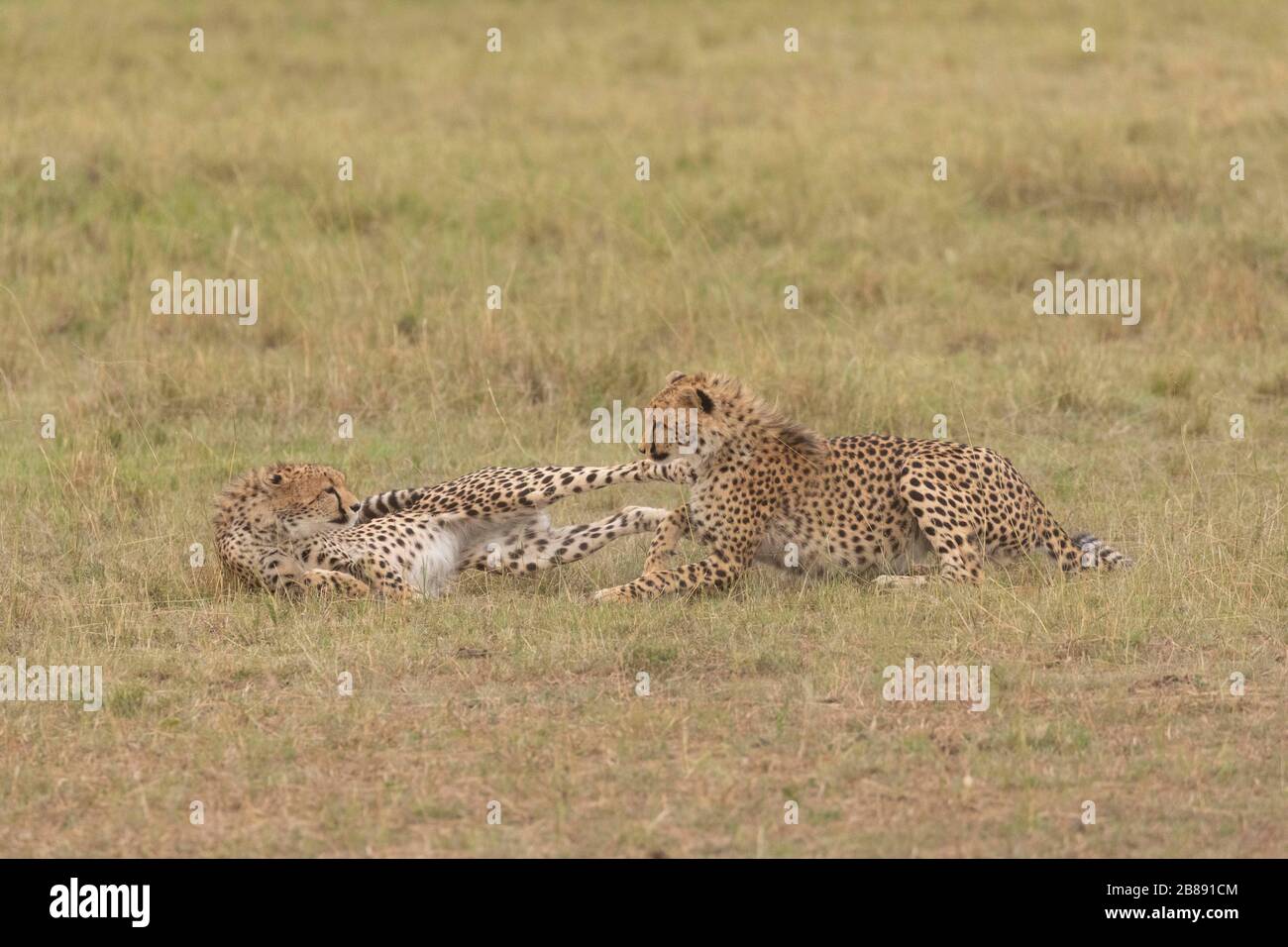 Zwei junge Cheetah spielen in Masai Mara, Kenia Stockfoto