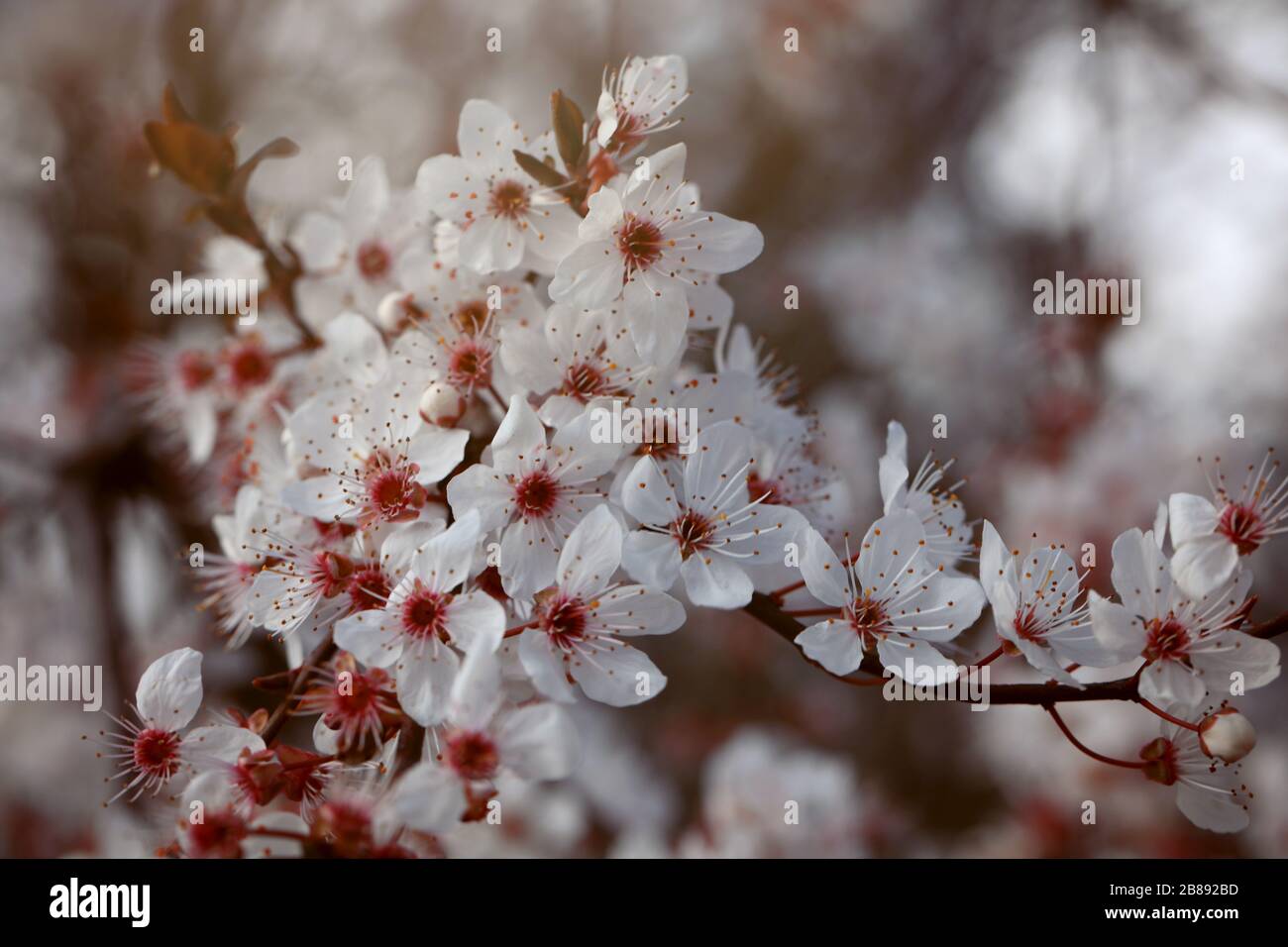 Blutpflaume Prunus cerasifera blüht weiß Stockfoto