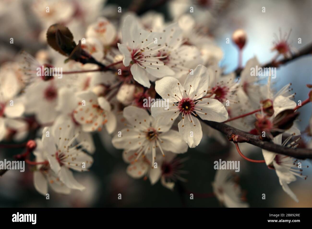 Blutpflaume Prunus cerasifera blüht weiß Stockfoto