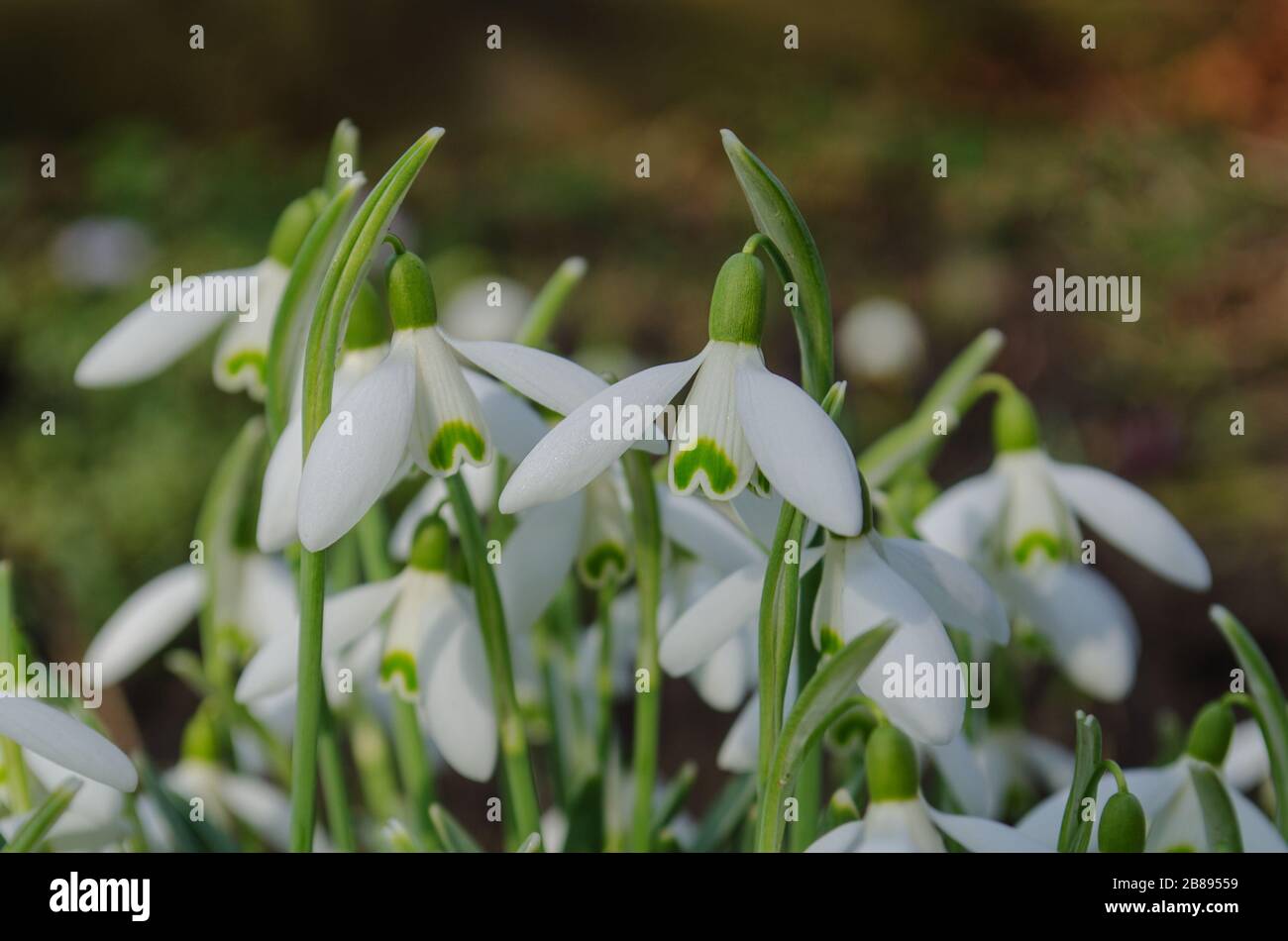 Wald voller Schneeflümchen in der Frühjahrssaison. Stockfoto