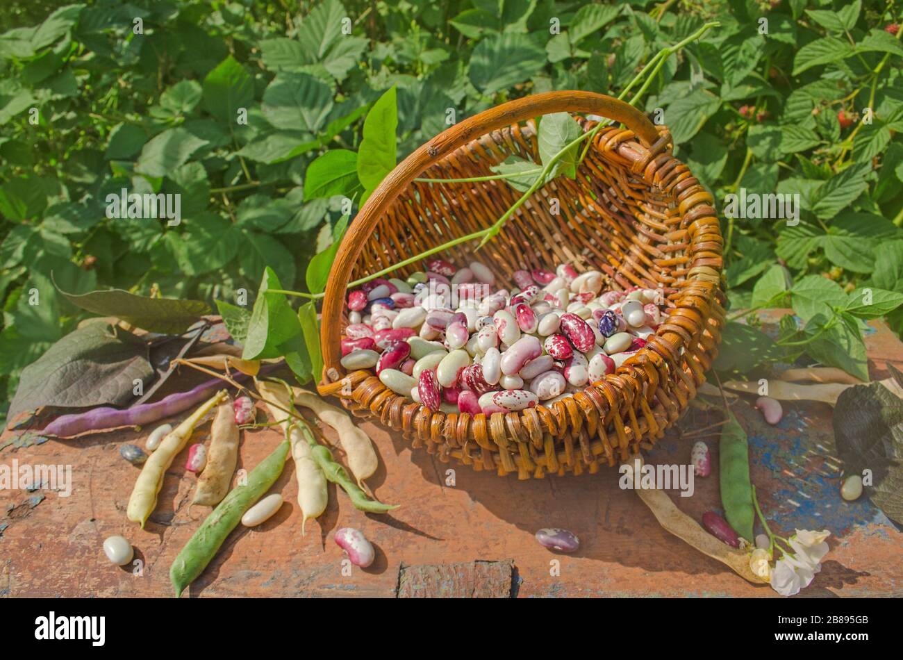 Butterbohnen oder limabohnen in einem Korb. Landwirtschaft und Erntekonzept Stockfoto