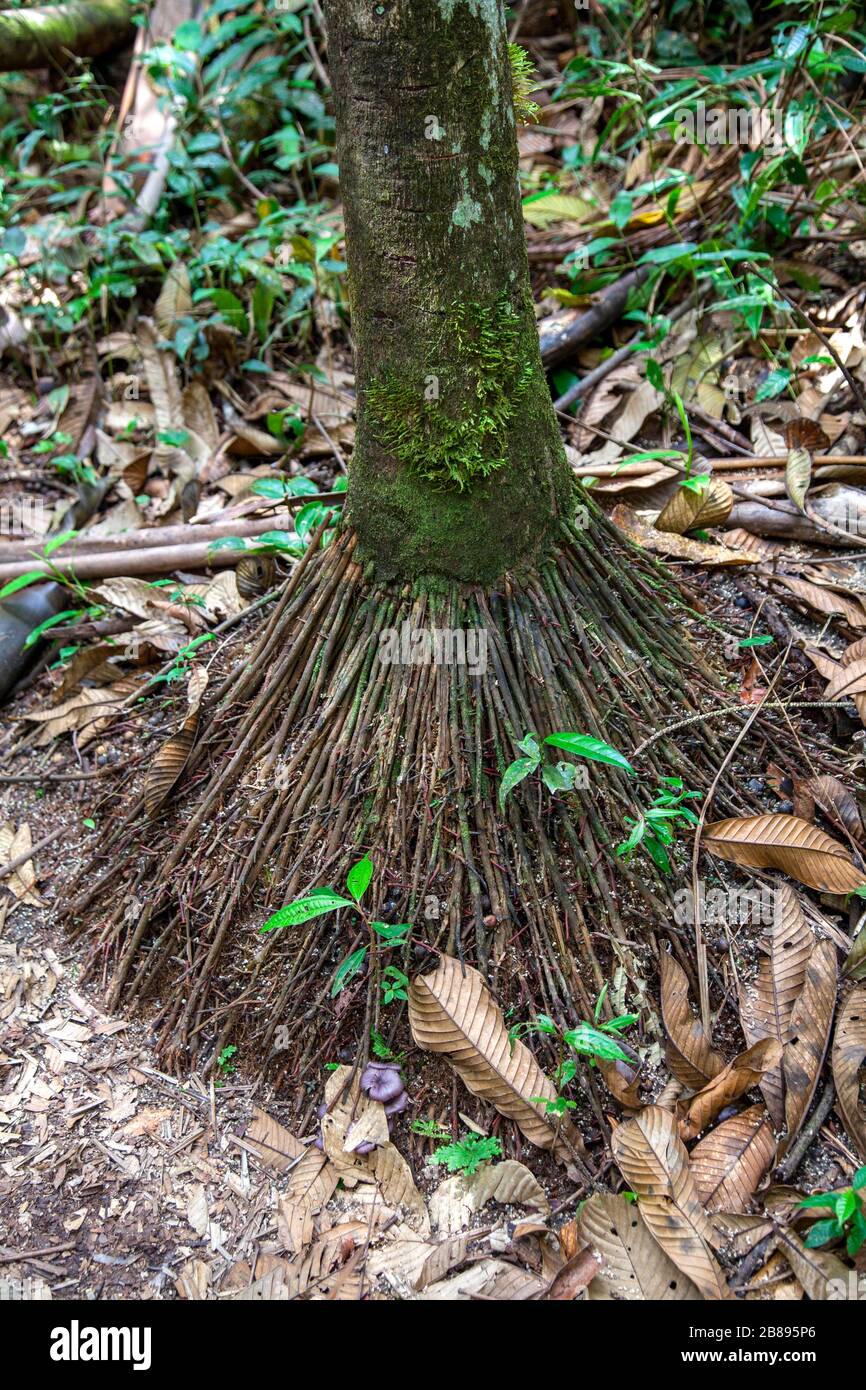 Tropische Luftpflanzen Wurzeln im Amazonas-Regenwald, Leticia Amazon,  Kolumbien. Südamerika Stockfotografie - Alamy