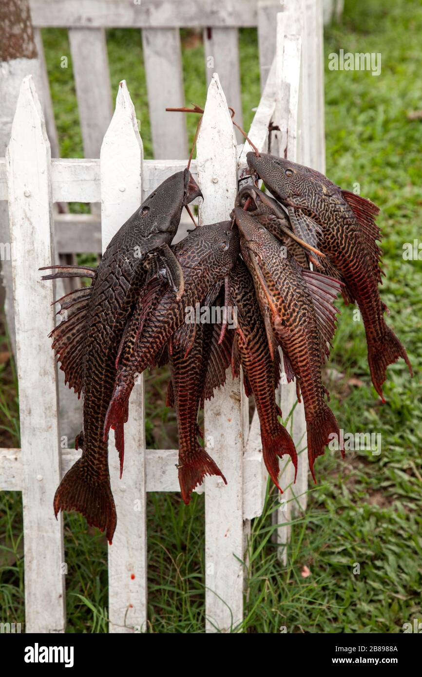 Fischfang von Cuchas, einem prähistorischen Wels, Puerto Nariña, Amazonen, Kolumbien, Südamerika. Stockfoto