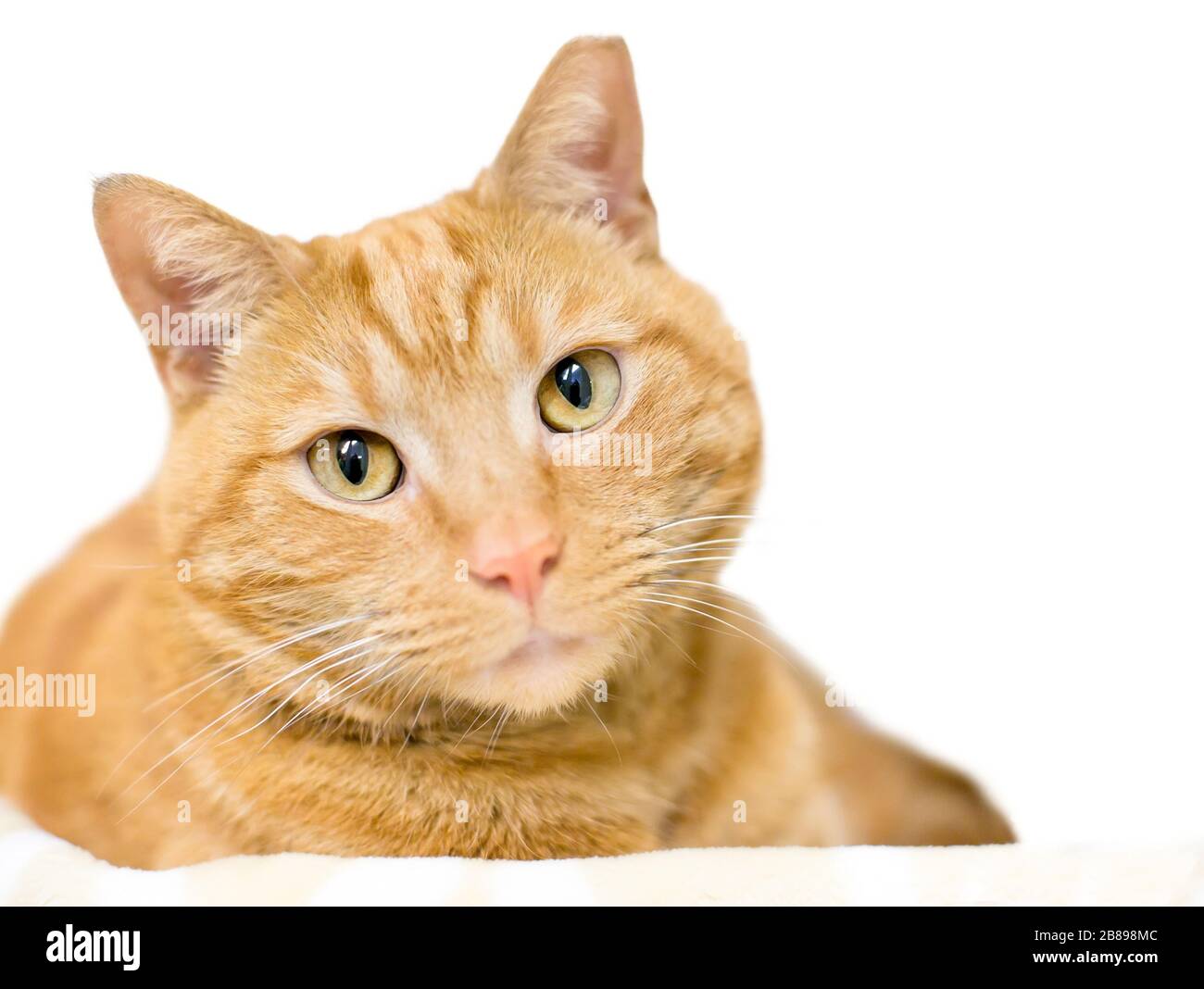 Eine orangefarbene Kurzhaarkatze mit linkem Ohr, die darauf hinweist, dass sie als Teil einer Fallneute ausgespioniert oder ausgekeucht und geimpft wurde Stockfoto