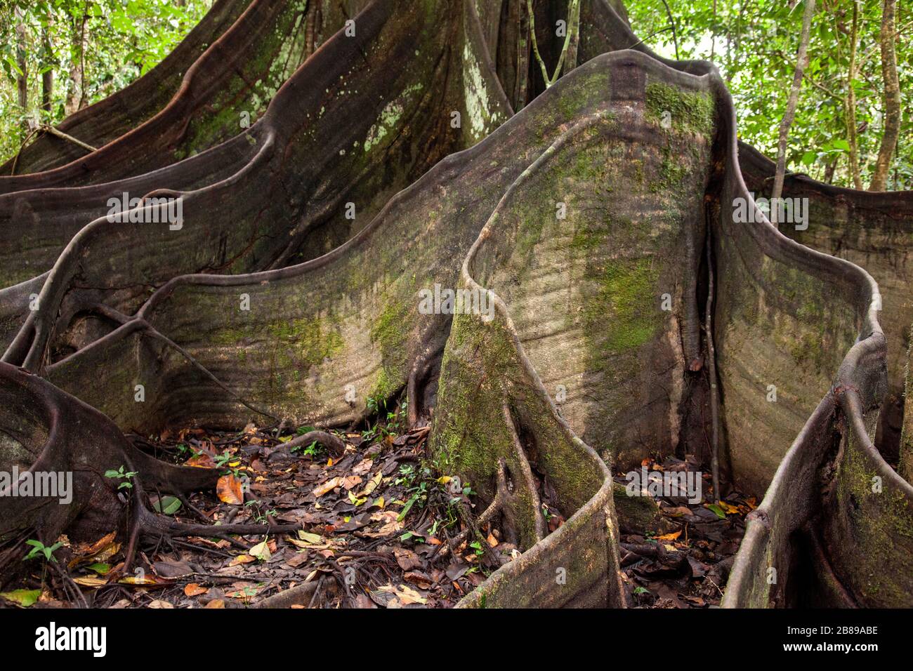 Enorme Buttress Wurzeln eines riesigen Oje-Baumes im Amazonas-Regenwald. Peru, Südamerika. Stockfoto