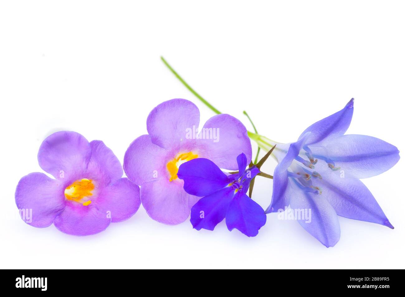 Sommer Blumen Hintergrund, schöne rosa und lila Blume, isoliert auf weißem Hintergrund Stockfoto