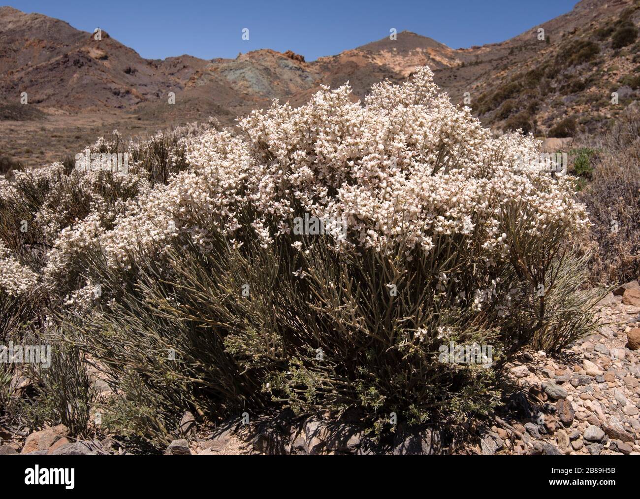 Cytisus supranubius, ein endemischer Fabaceae aus der subalpinen Zone von La Palma und Teneras Stockfoto