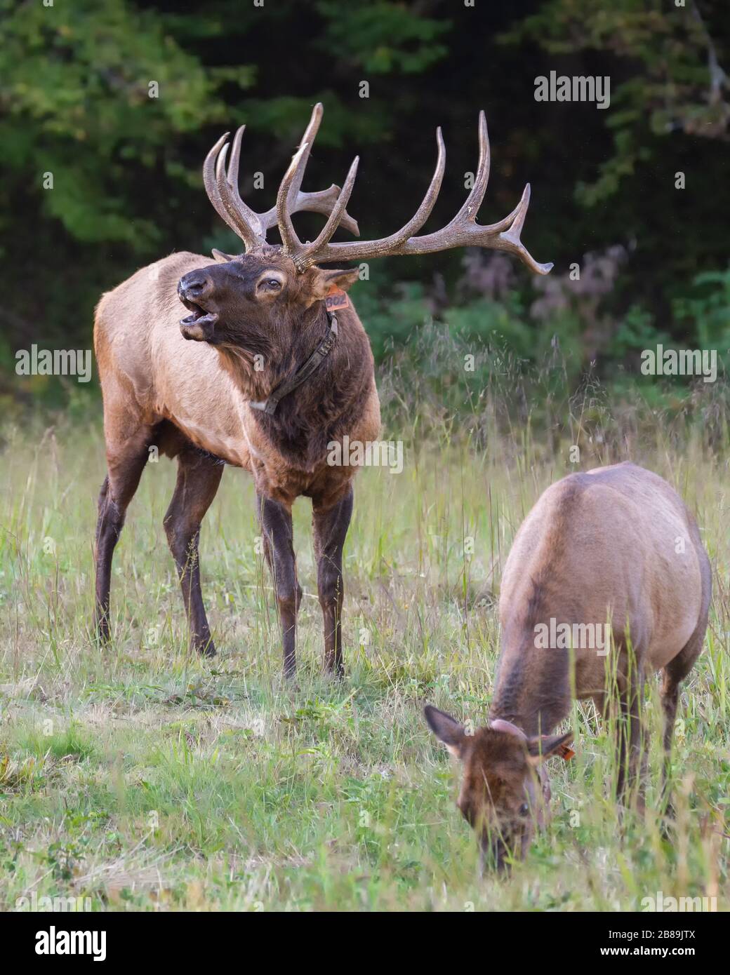 Ein Stier und eine Kuh in einer Wiese Stockfoto