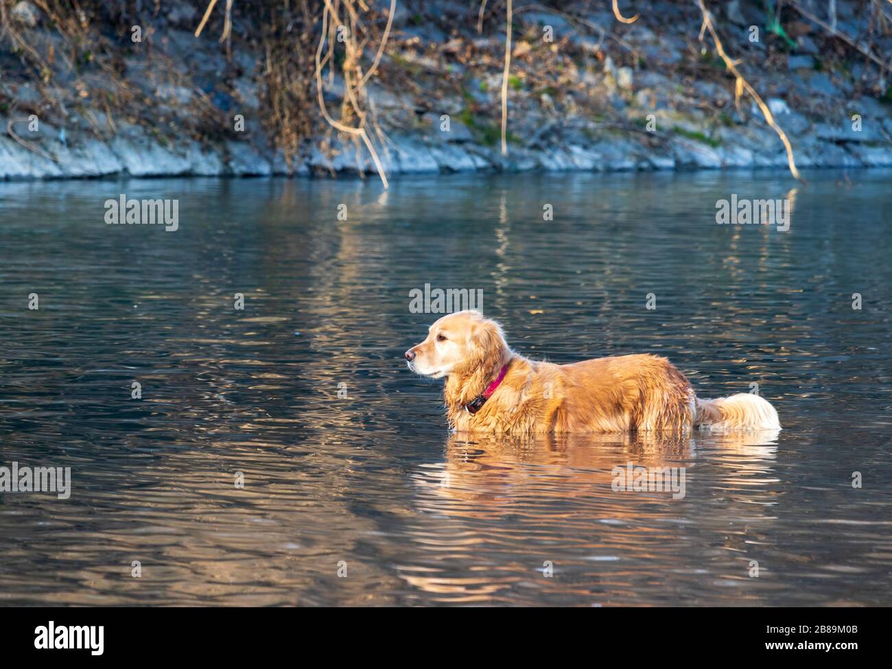 Hund im schmutzigen Wasser im Pellerina Park Stockfoto