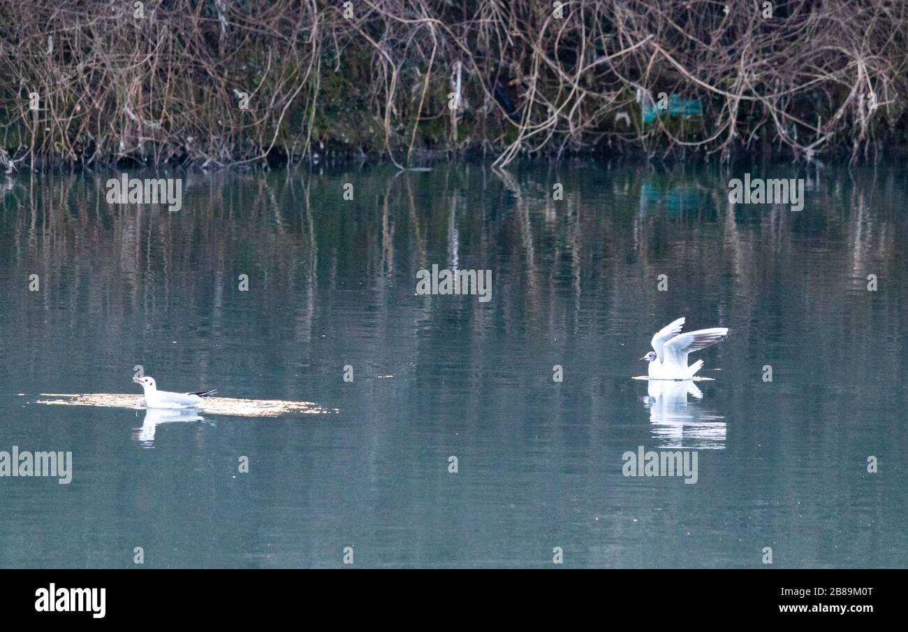 Weiße Vögel in Dora Fluss in Pellerina Park auf Schmutzwasser und tr Stockfoto Weiße Vögel in Dora Fluss in Pellerina Park auf Schmutzwasser und tr Stockfoto