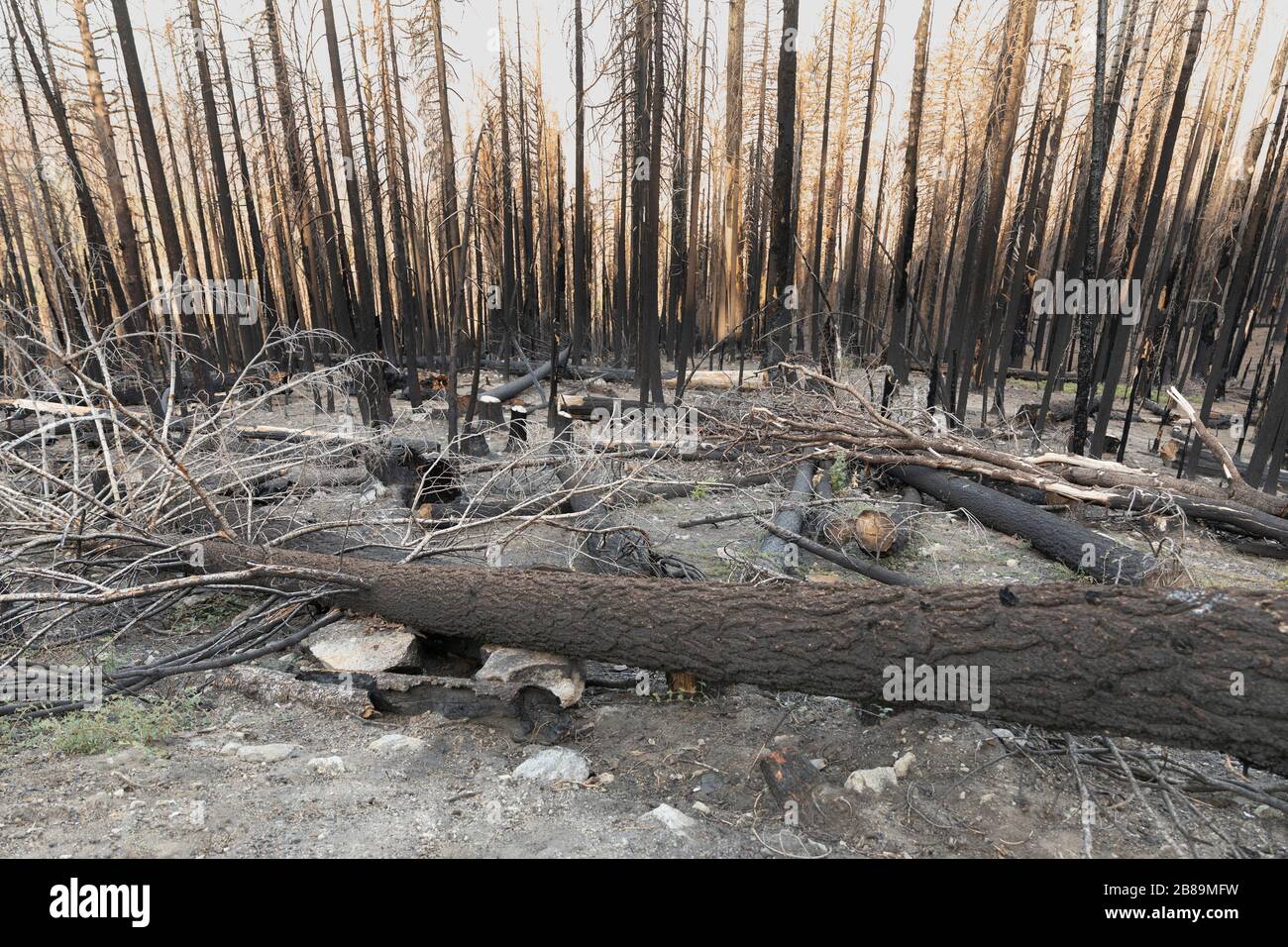 Ergebnisse eines Waldbrands im Yosemite Nationalpark Stockfoto