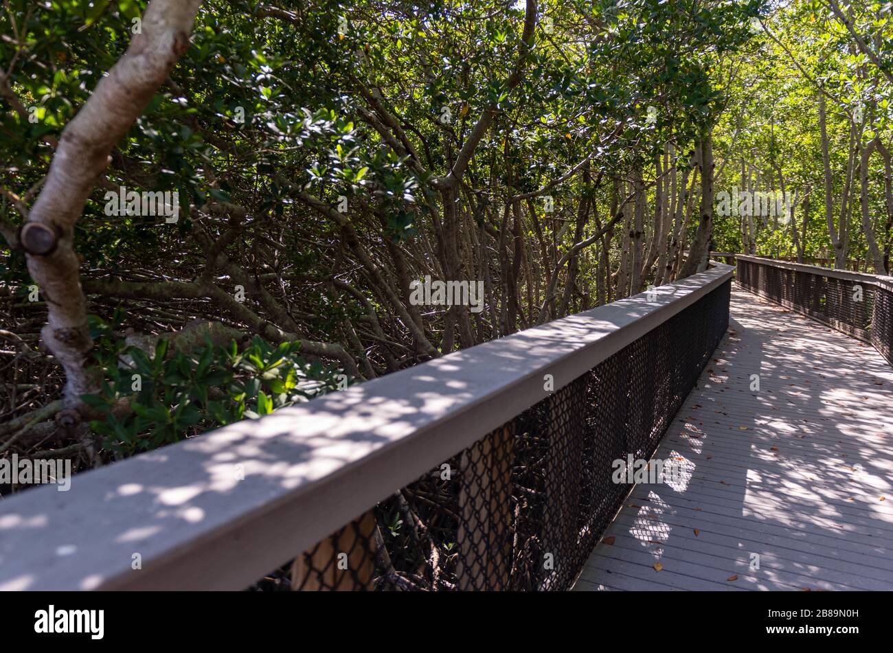 Laufsteg zu den wichtigsten Mangroven von Lido in Sarasota Florida, USA Stockfoto