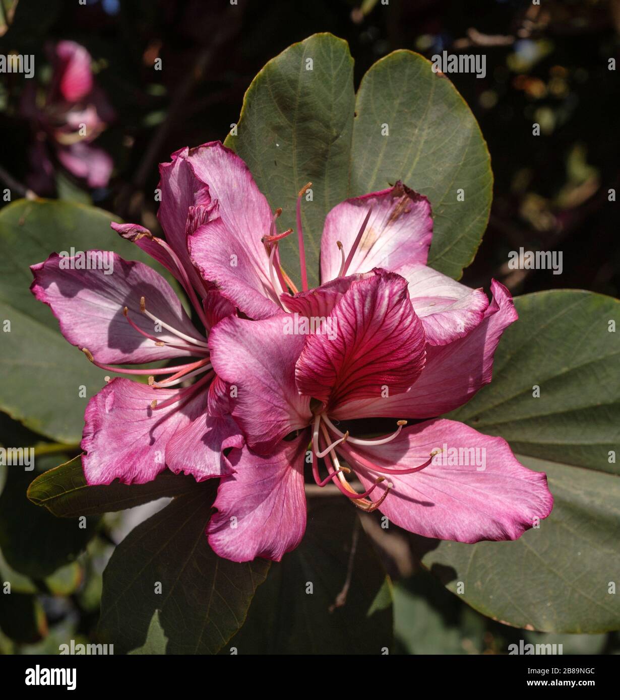 Bauhinia purpurea Stockfoto