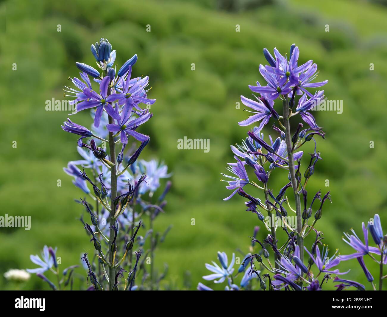 Nahaufnahme eines Blumenspießchens von Camassia mit Knospen, mauve Flaudern und fertigen Blumen Stockfoto