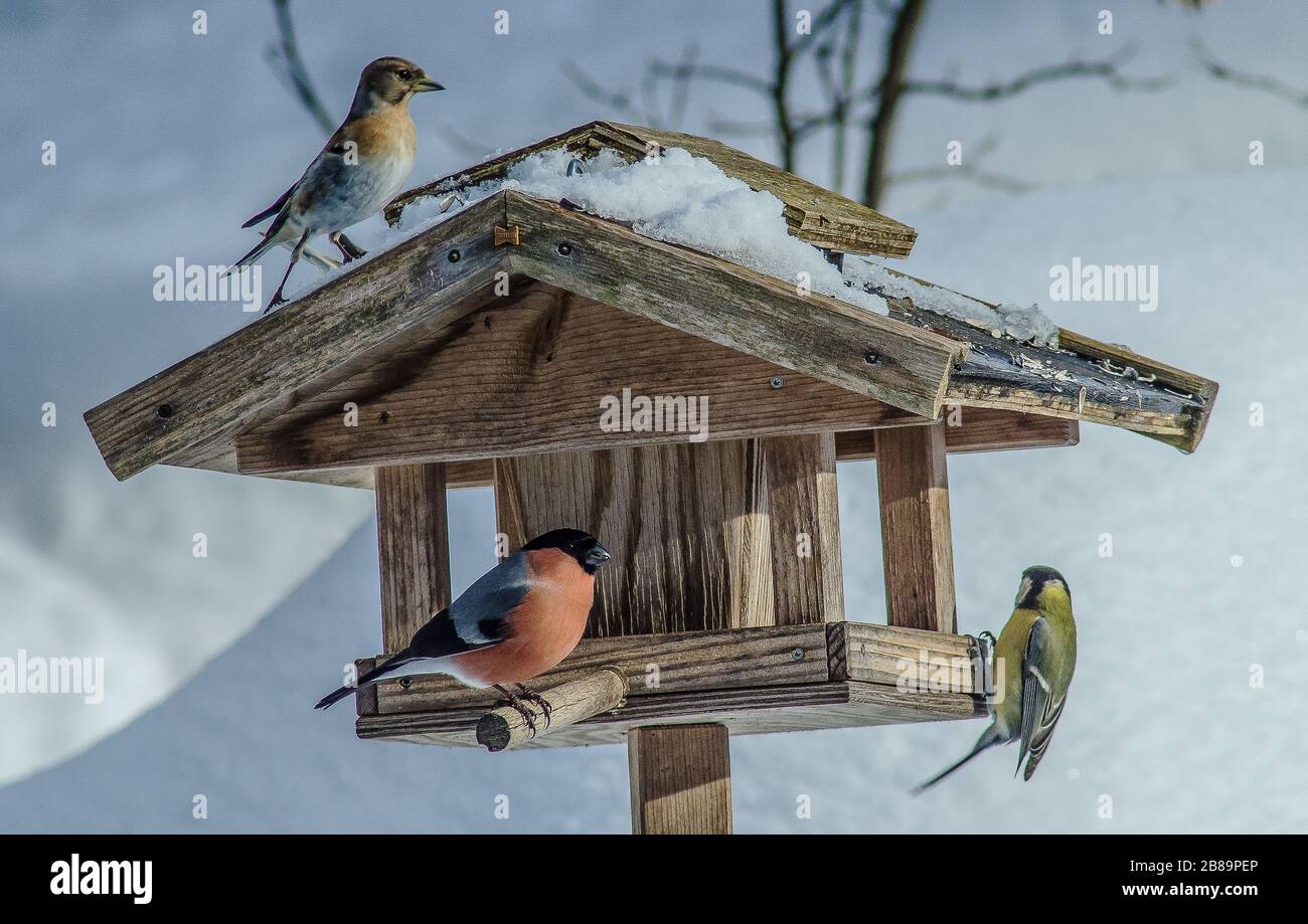 Die Beobachtung von Vögeln auf einem Zubringer während der Wintermonate ist eine großartige Möglichkeit, um Kreaturen zu helfen, die sonst Schwierigkeiten haben, ihre nächste Mahlzeit zu finden. Stockfoto