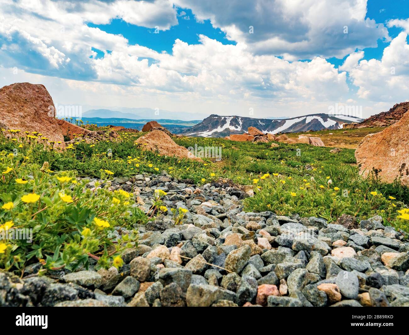 Berge, felsige Landschaft und Wildblumen vom Gipfel des Beartooth Highway All-American Road Stockfoto