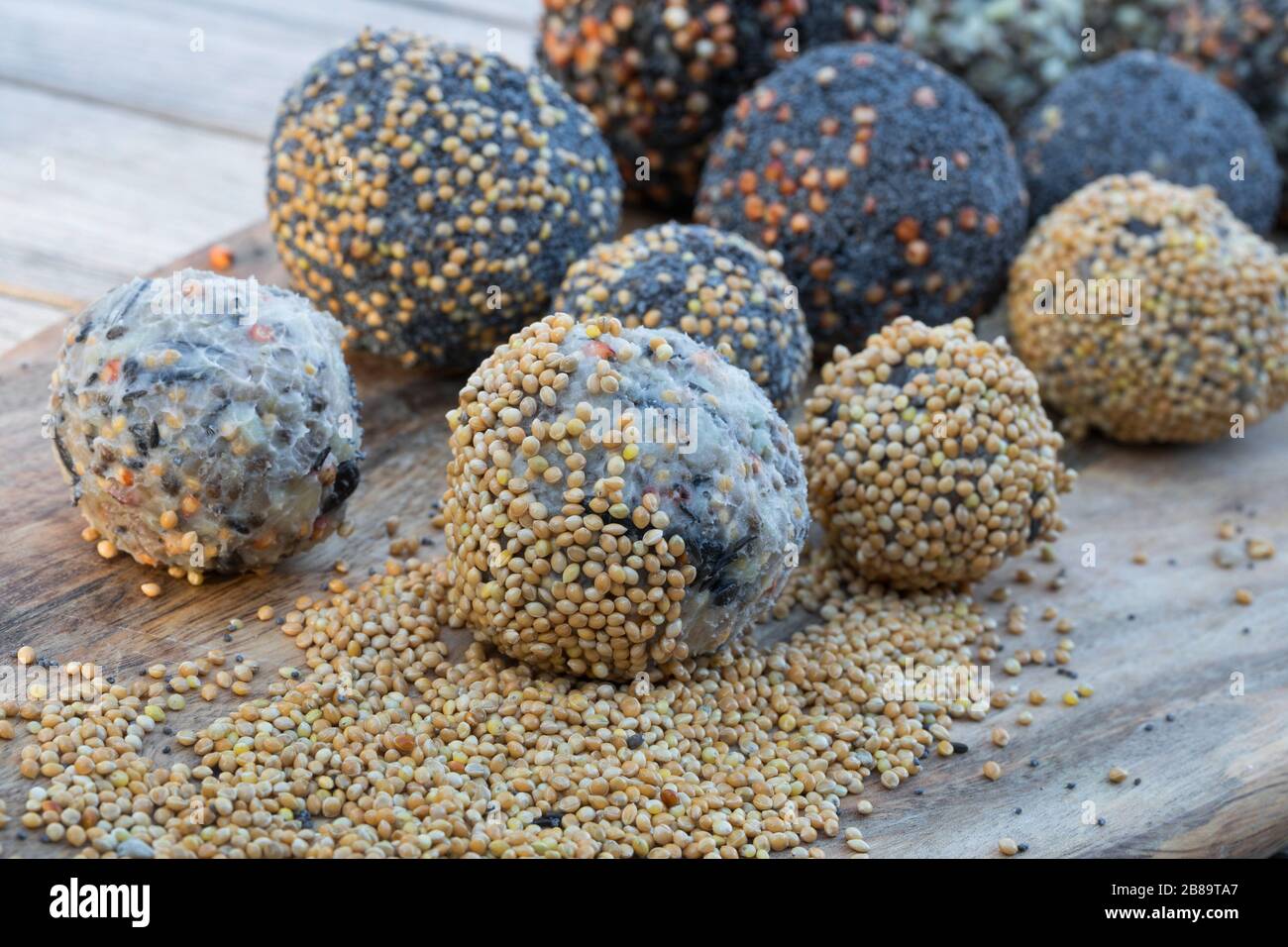 Hausgemachte Fatballs aus gehärtetem Kokonutöl, Sonnenblumensamen, Sonnenblumenöl und gemischten Samen und Nüssen, Deutschland Stockfoto