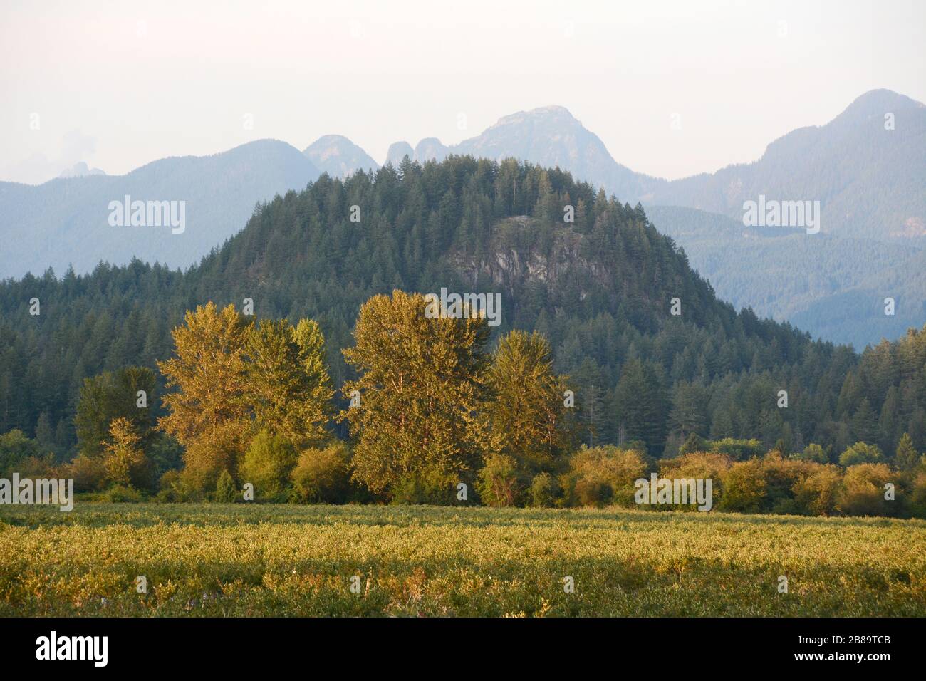 Der Wald und die Feuchtgebiete des Minnekhada Regional Park und der Coast Mountains in Coquitlam, einem Vorort von Vancouver, British Columbia, Kanada. Stockfoto