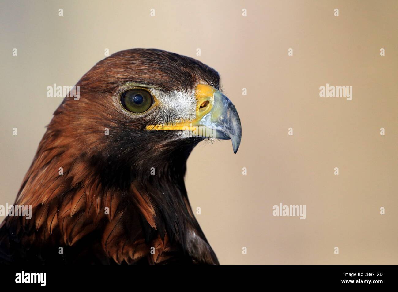 goldener Adler (Aquila chrysaetos), Porträt, Tschechien Stockfoto