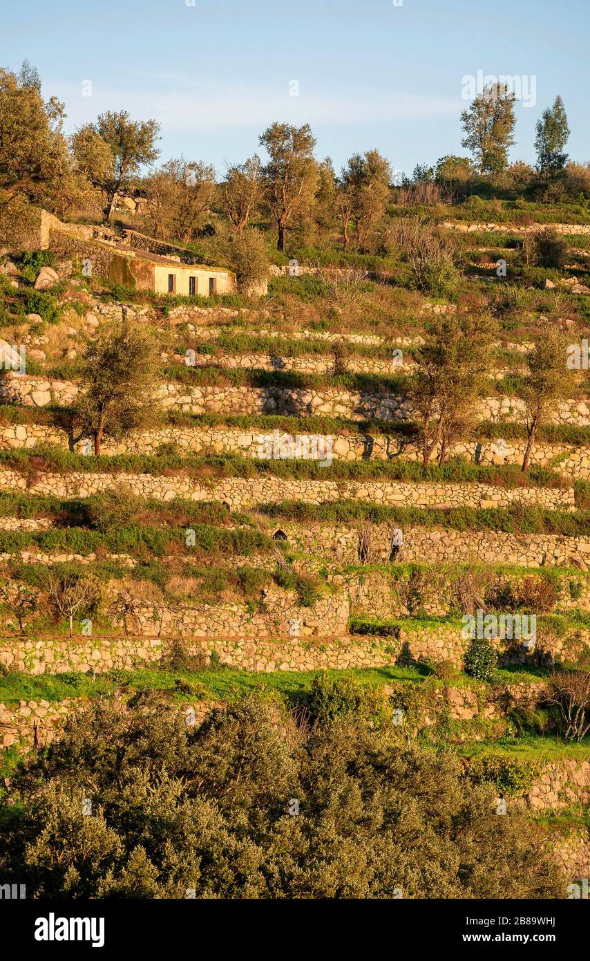Traditioneller Terrassenanbau mit Trockenmauern am Hang der Foia, Portugal, Algarve, Serra de Monchique Stockfoto