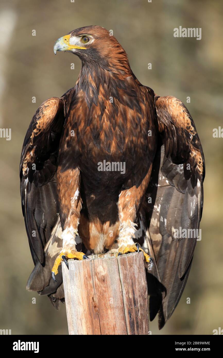 goldener Adler (Aquila chrysaetos), sitzt auf einem Pfosten, Tschechien Stockfoto